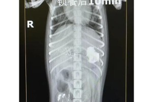 小狗吐完后什么时候喂食？（了解正确的喂食时间，保护小狗的健康）