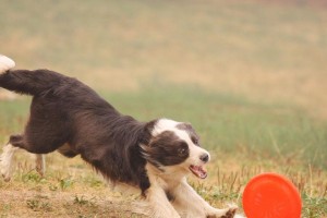 如何训练你的边境牧羊犬飞盘？（成为你的宠物最棒的玩伴）