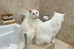 小猫背部黄色皮屑结痂可能患有的疾病（探讨小猫背部黄色皮屑结痂的原因及治疗方法）