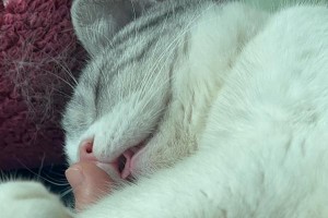 揭秘猫咪睡觉时为何会吐舌头（探寻猫咪睡姿中的奥秘，这一动作是什么原因引起的？）
