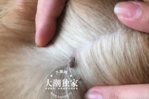 如何检测狗狗是否有寄生虫？（掌握关键方法，宠物更健康）