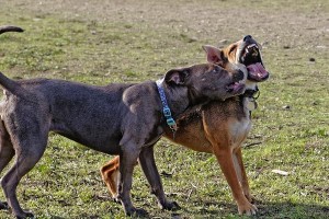 比特犬的最佳拴狗地点（室内外选择不同的拴狗地点，为你的比特犬提供最佳生活环境）