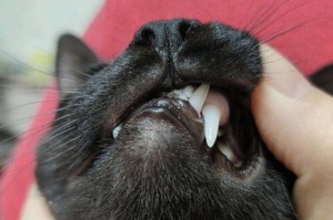 猫的成年岁数与特征（揭秘猫咪成年的标志及其生理变化）