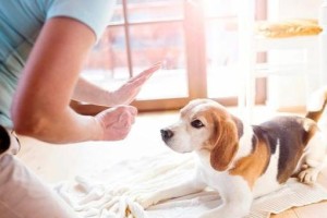 宠物避孕方法大全——让狗狗健康成长（掌握这些方法，不必担心繁殖问题）