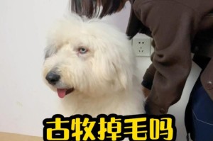 养古牧犬的完全指南——如何给你的古牧提供最好的生活？