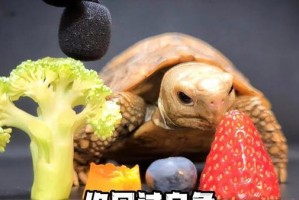 如何给巴西龟提供最佳的饮食？（探索巴西龟最健康的饮食选择）