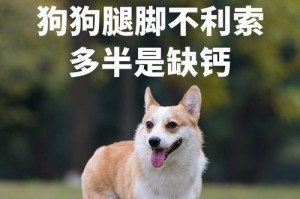 如何科学喂养德国牧羊犬（以宠物为主，打造健康的德国牧羊犬）