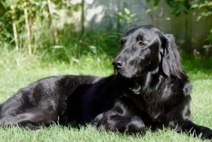 平毛寻回犬幼犬价格及市场行情调查（了解平毛寻回犬幼犬价格区间，选择适合的宠物伴侣）