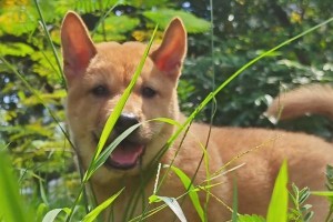 教你如何训练狗狗更听话（从饮食到行为，全方位提升宠物的性）