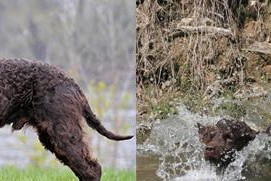 从零开始养宠物美国水猎犬（打造忠诚伴侣——美国水猎犬的饲养方法）