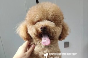 如何为贵宾犬进行美容？（贵宾犬美容的技巧与注意事项）