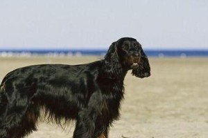 以平毛寻回猎犬为宠物的饲养方法（从喂食到训练，了解平毛寻回猎犬的养护）