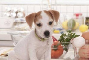 探索宠物饮食秘密，科学喂养你的爱犬（探索宠物饮食秘密，科学喂养你的爱犬）