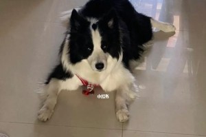 边境牧羊犬的缺点及养护技巧（宠物犬中的优势与劣势、常见问题与应对方法）