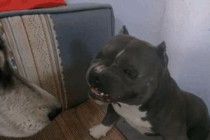 吃货狗狗——满足味蕾的小猪宝贝（探寻狗狗与美食的奇妙冒险）
