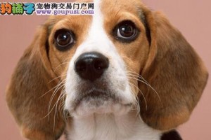 如何正确的抱比格犬（学会正确的抱姿，让你的比格犬更舒适）