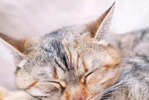 揭秘猫咪刨被子的奥秘（为什么猫咪总是喜欢刨被子？）