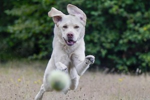 拉布拉多犬训练大全（以宠物为主，让您的狗狗变得更优秀）