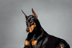 探索最适合工作犬的品种（为你的工作犬选择合适的伙伴）