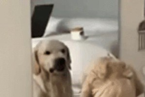 狗狗为什么一直倔屁股？（探索狗狗倔屁股的原因与解决方法）