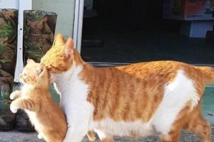 狗为何咬小猫的脖子？（探寻狗咬小猫脖子的原因及行为意义）