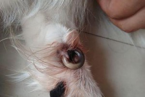 狗狗为何啃自己的指甲？（探索狗狗啃指甲的原因及解决方法）