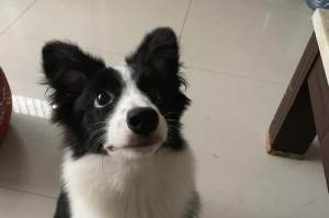养泰迪犬的月度开销与成本分析（泰迪犬养育费用、经济压力以及省钱技巧）