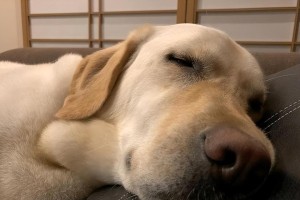 狂犬病犬只的异常症状及预防措施（了解狂犬病，保护宠物和人类安全）