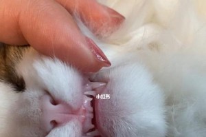 宠物猫咪小时候会换牙吗？（探究猫咪牙齿发育的过程及护理方法）