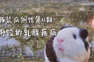 豚鼠常见疾病及预防方法（了解豚鼠的健康问题，保护它们的生命和幸福）