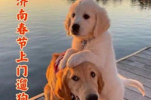 小型犬的每天散步时间如何安排？（探讨小型犬每日散步需求和时间分配）