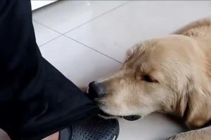 解读狗咬裤脚的意义（探究狗咬裤脚行为的原因与解读）