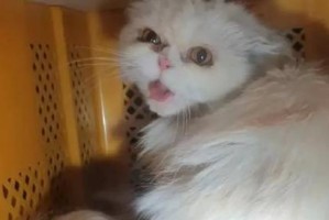 揭秘加菲猫眼泪的真相（加菲猫泪水的颜色和意义）