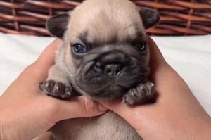 斗牛犬幼犬的饮食需求与合适肉类选择（为幼犬提供均衡营养的肉类饮食）