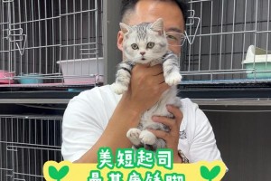 猫为何经常吐舌头？（探寻猫吐舌头的原因与解释）