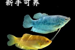 蓝曼龙鱼的饲养秘籍（了解蓝曼龙鱼的习性，打造健康水族箱）