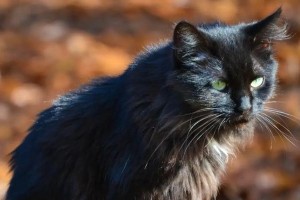 黑色猫咪的品种及特点（探索黑猫咪的神秘之处）