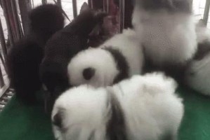 探寻兰州狗市场的多样狗狗世界（从泰迪到金毛，探索兰州狗市场的狗狗品种）
