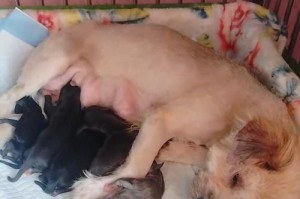 母狗生完狗狗后多久能洗澡？（了解适宜的洗澡时间，给予母狗最好的护理。）