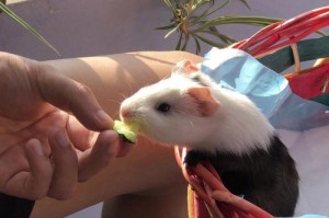 荷兰猪（探索荷兰猪的愉悦生活方式）