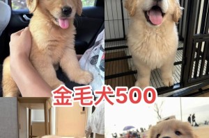 金毛幼犬洗澡时间与技巧（关于金毛幼犬洗澡的时间、频率和正确方法）