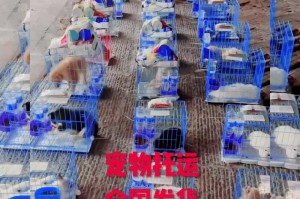 为什么不应该给狗绑耳朵？（了解为什么绑耳朵可能会对狗造成伤害）