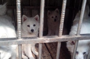 银狐犬的饲养指南（了解银狐犬的习性和饲养要点）