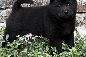 中华田园犬（探究中华田园犬毛发与护理之道）