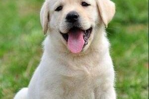 拉布拉多犬的价格及喜爱部位（了解拉布拉多犬的价格和它们最受欢迎的部位）
