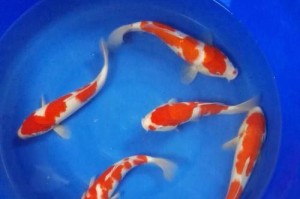 红白锦鲤的饲养方法（打造健康、漂亮的红白锦鲤水族箱）