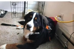 如何正确给伯恩山犬洗澡（宠物保健必修课——给犬洗澡注意事项）