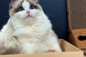 为上班族选择的理想猫种（细数适合上班族的猫咪品种，了解如何照顾）