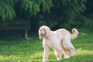 如何选购一只健康活泼的阿富汗猎犬（宠物爱好者必看！如何挑选适合自己的宠物犬）