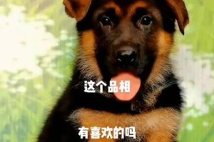 德牧幼犬的科学喂养方法（合理营养搭配，健康成长）